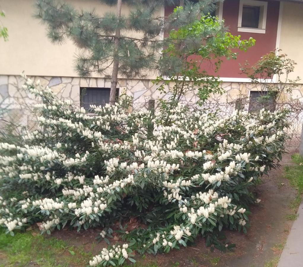 Sandrea I Apartment Subotica Dış mekan fotoğraf